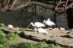 American white ibis