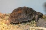 Volcan Darwin giant tortoise