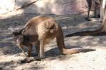 Western grey kangaroo