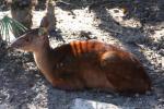 Mexican red brocket