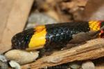 Texas coral snake