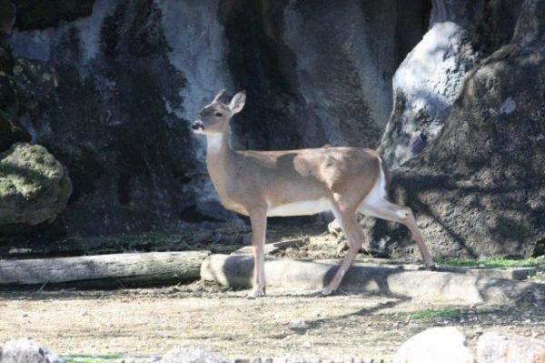 White-tailed deer