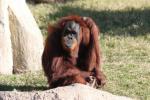 Sumatran orangutan