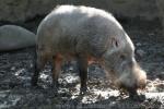 Bornean bearded pig