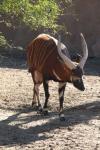 Eastern bongo