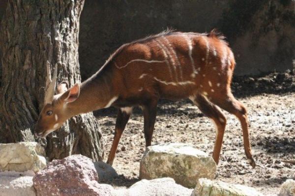 Western bushbuck