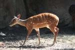 Western bushbuck