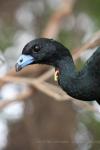 Wattled guan