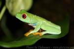 Red-eyed tree-frog