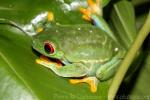 Red-eyed tree-frog