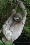 Brown-throated sloth