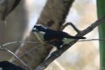 Spot-crowned barbet