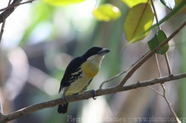 Spot-crowned barbet