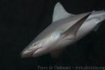 Sandbar shark