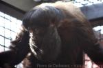 Guianan bearded saki