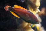 Purplelined wrasse