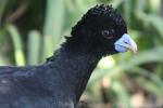 Blue-billed curassow