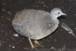 Little tinamou