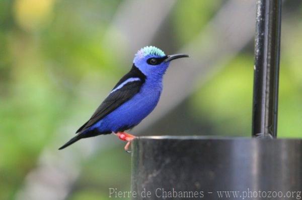 Red-legged honeycreeper