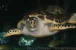 Atlantic hawksbill turtle