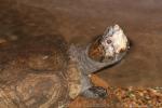 Madagascan big-headed turtle