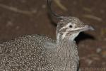 Elegant crested tinamou