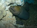 Giant moray