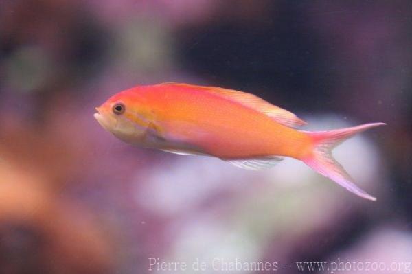 Threadfin anthias