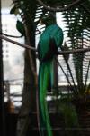 Resplendent quetzal