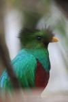 Resplendent quetzal