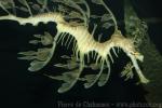 Leafy seadragon