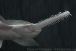 Largetooth sawfish