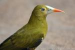 Green oropendola