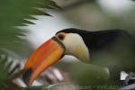 Toco toucan