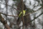 Lemon-rumped tanager