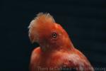 Andean cock-of-the-rock