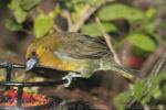 Prong-billed barbet