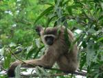 Müller's gibbon