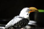 Eastern yellow-billed hornbill