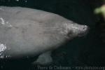 Antillean manatee