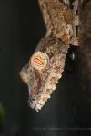 Common flat-tailed gecko