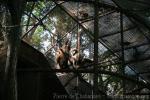 White-handed gibbon