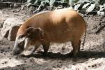 Red river hog