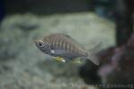 Whipfin silver-biddy