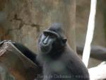 Celebes crested macaque