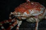 Japanese spider crab