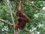 Bornean orang-utan