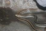 Copperhead rat snake