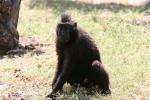 Celebes crested macaque