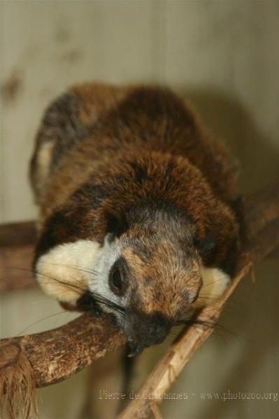 Black giant squirrel